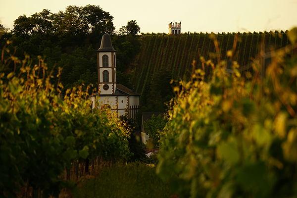 Vineyard at sunrise